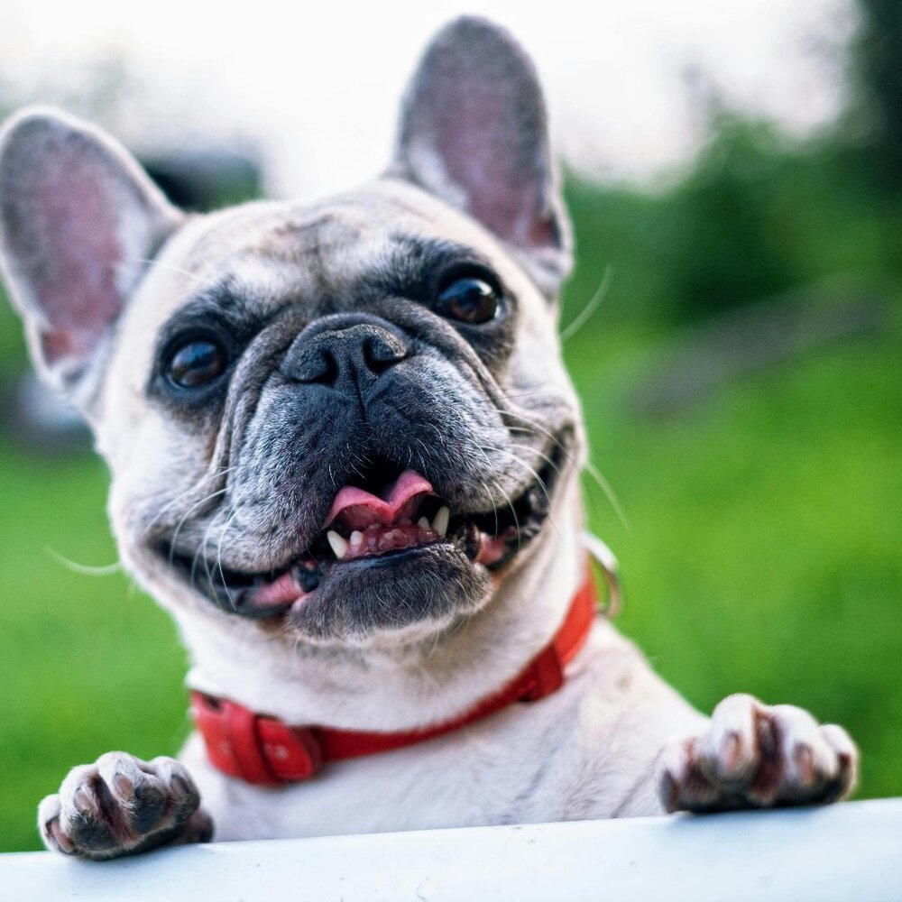 Meet your Posher, Jill